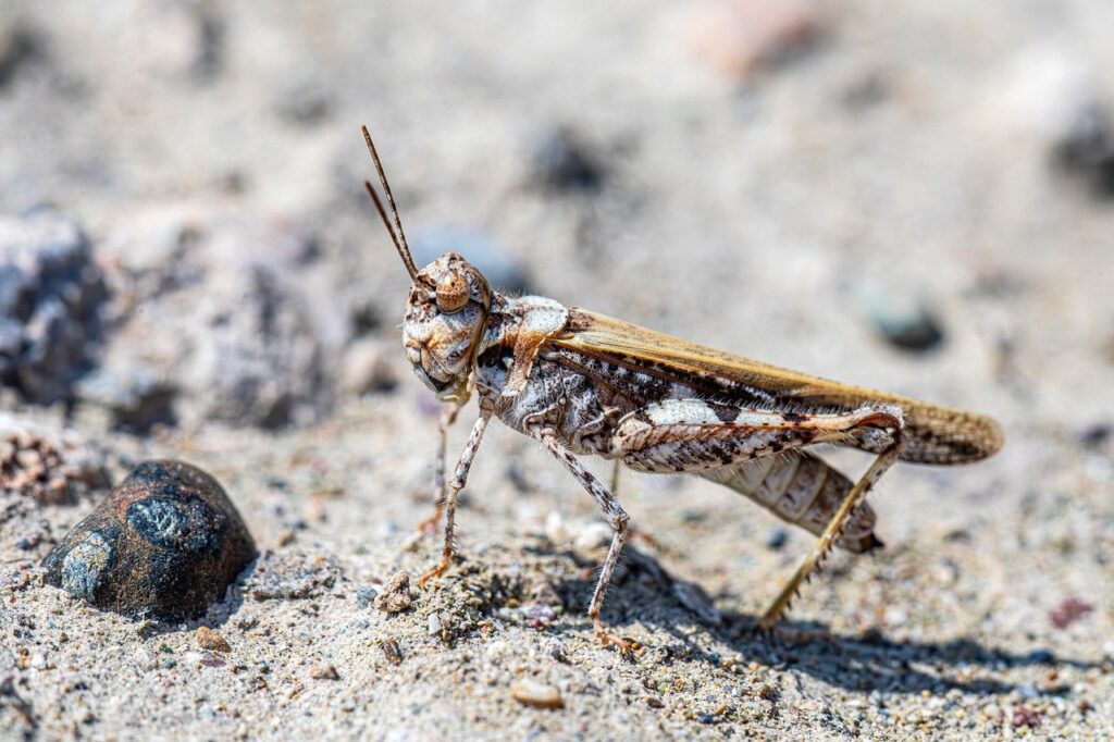 Visiter Aveyron, Guide Aveyron